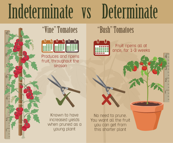 Tomato Tomäto Which Tomato Is Best For Your Garden?