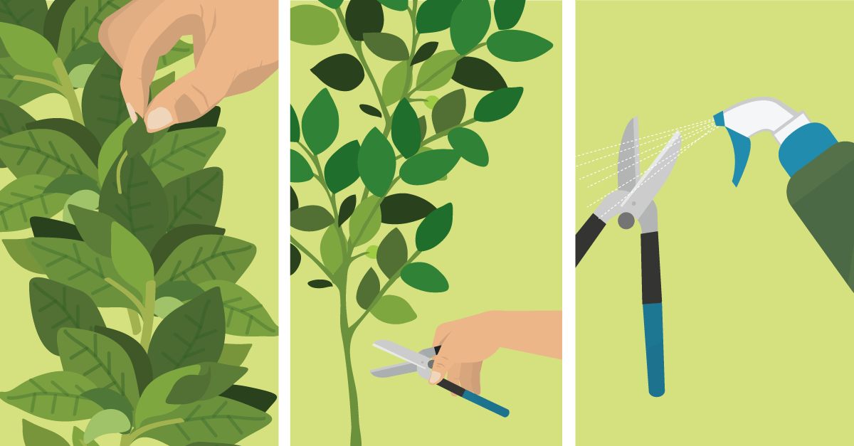 Should You Prune Vegetable Plants?