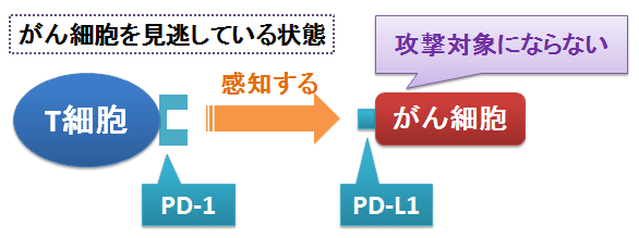 『オプジーボ』ってどんな薬？～T細胞を活性化し、免疫が見逃していた「がん細胞」を見つける「抗体医薬品」の作用機序 お薬Q＆A 〜Fizz