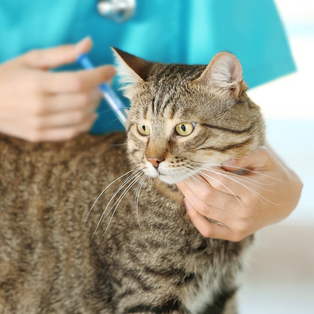 Vaccinations Florida Aid to Animals
