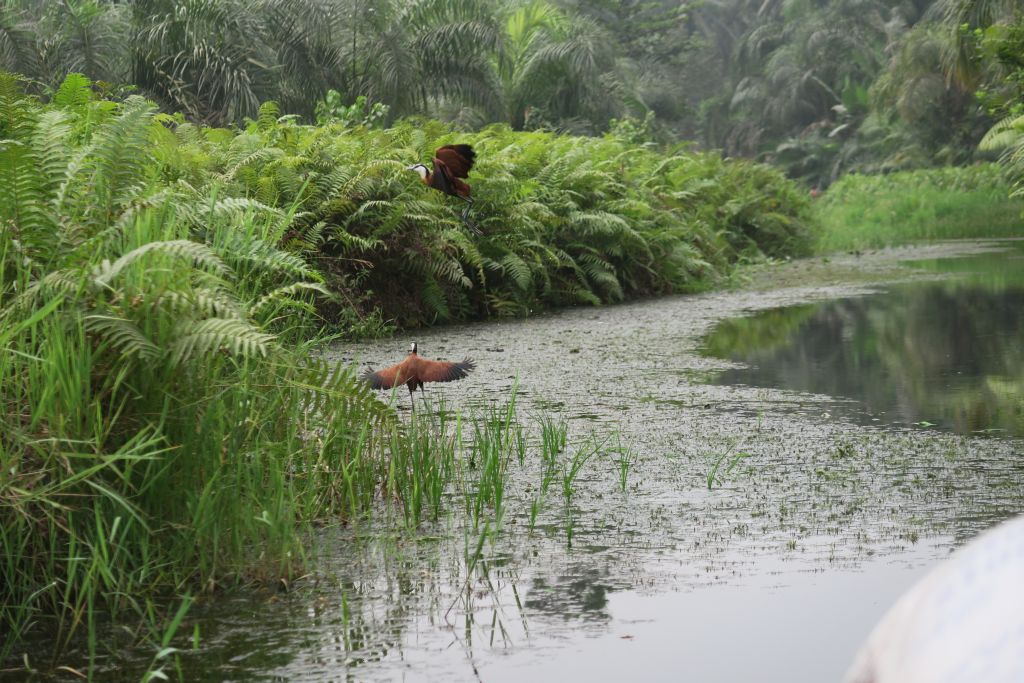 Bénin PORTO NOVO et la rivière Noire