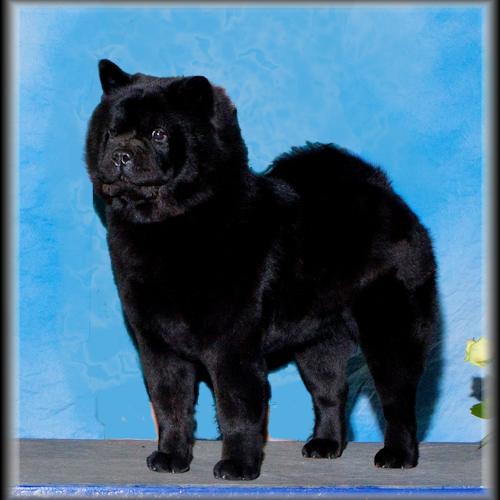 FlamingStar Chow Chows Show Quality Rough and Smooth