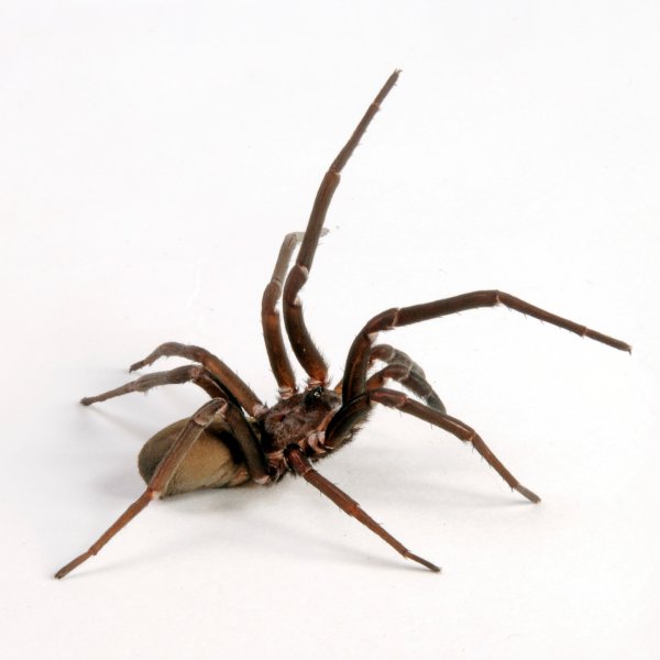 Crevice Spider Identification, Habits & Behavior Florida Pest Control
