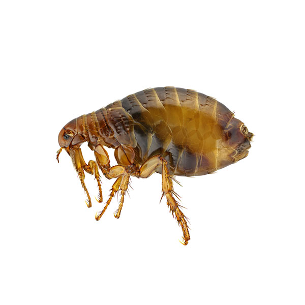 Flea Identification, Habits & Behavior Florida Pest Control