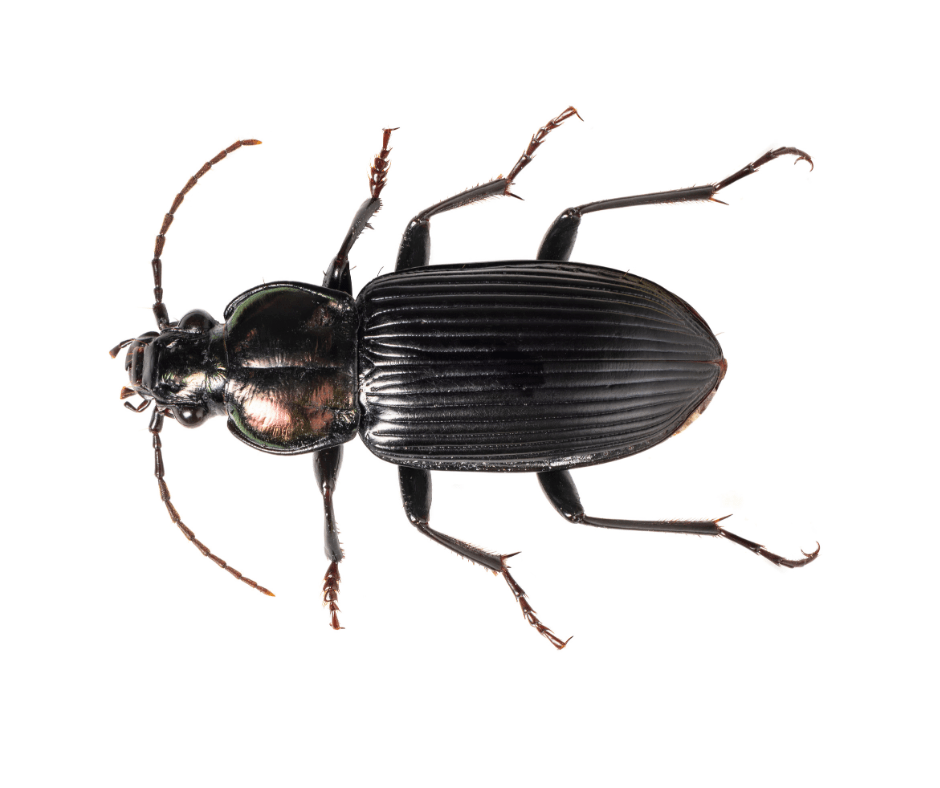 Ground Beetle Identification, Habits & Behavior Florida Pest Control