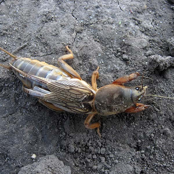 Mole Cricket Identification, Habits & Behavior Florida Pest Control