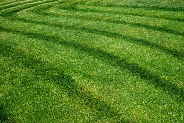 Should I Water My Lawn After Mowing? Florida Lawn Care
