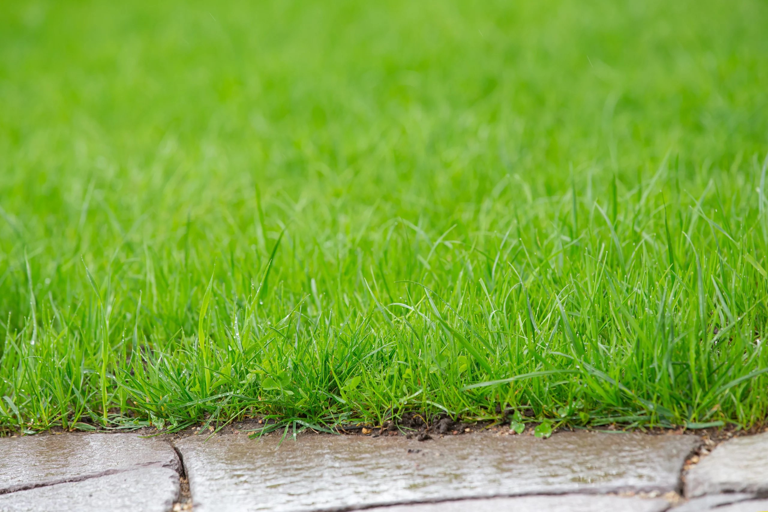 How Does Rain Impact My Lawn After Fertilization? Florida