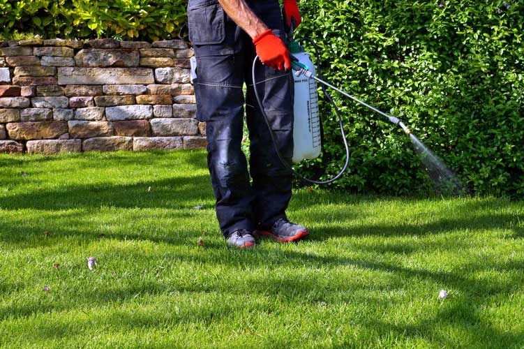 What Is the Best Type of Weed Killer For Florida Lawns?