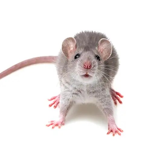 Do Rats or Mice Bite? Florida Pest Control