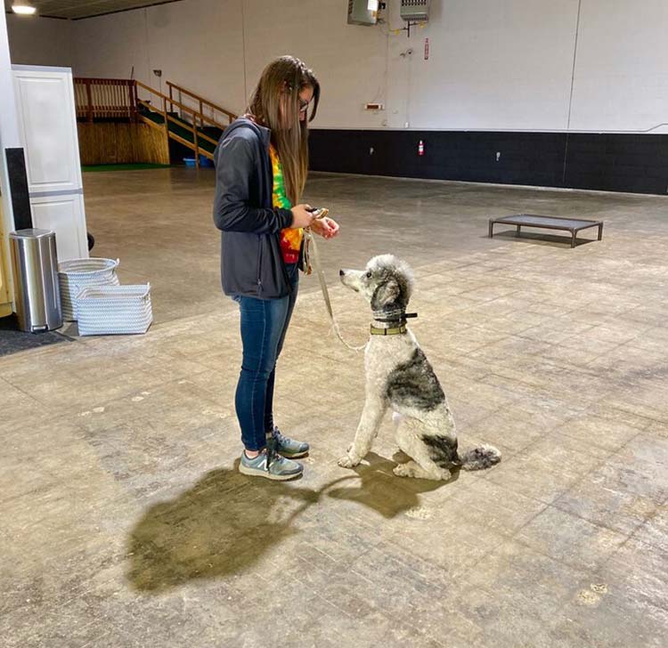 Denver Area Dog Training Board & Train Bend Oregon