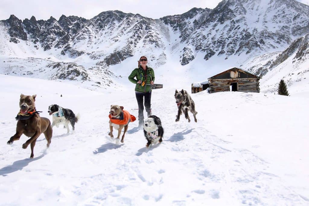 Denver Area Dog Training Board & Train Bend Oregon Training
