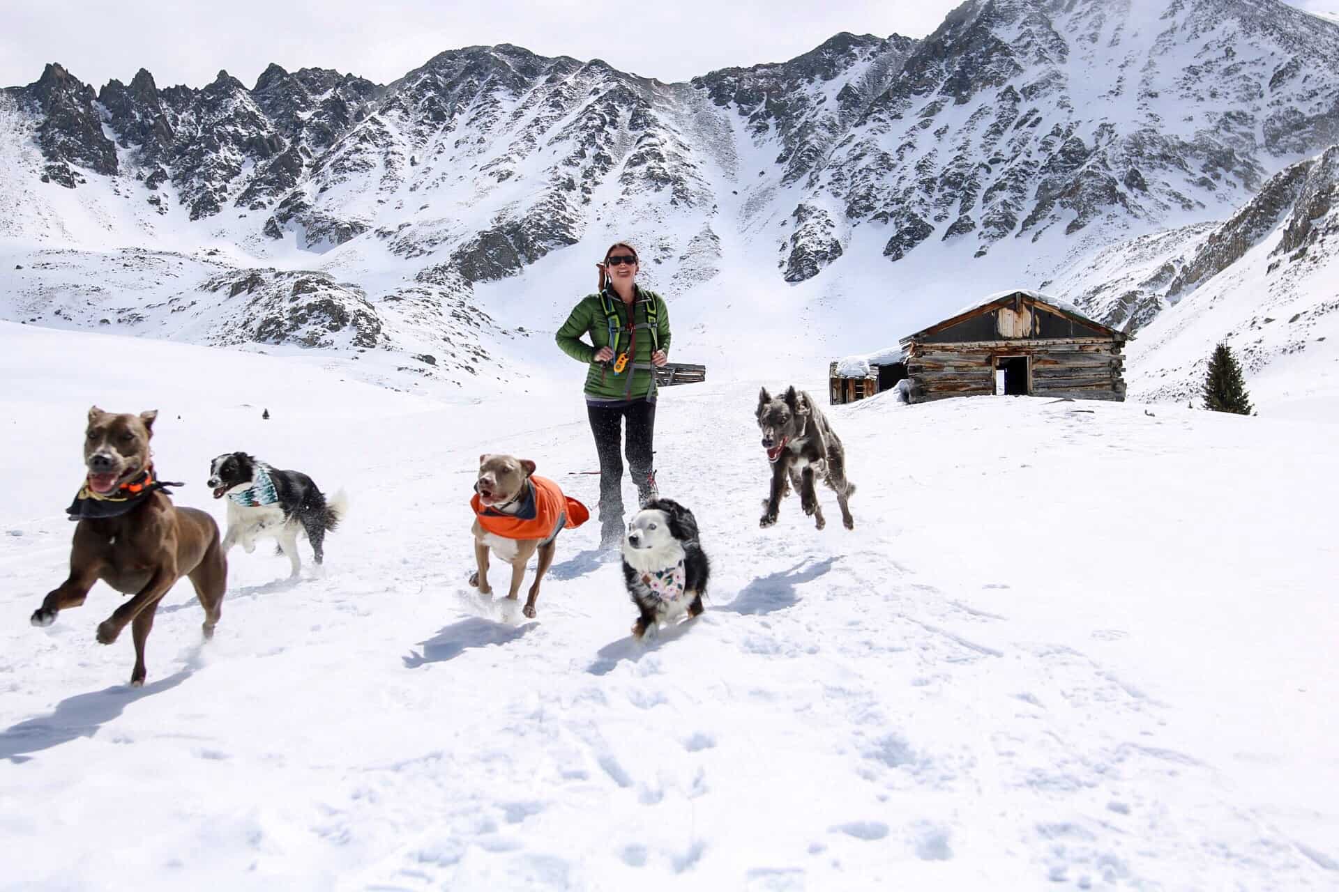 Denver Area Dog Training Board & Train Bend Oregon Training
