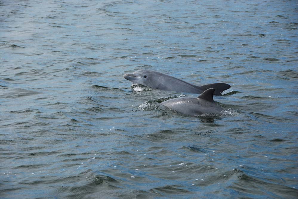 Mosquito Lagoon & Indian River Wildlife Gallery