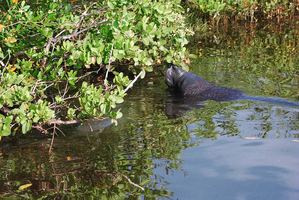 Mosquito Lagoon & Indian River Wildlife Gallery