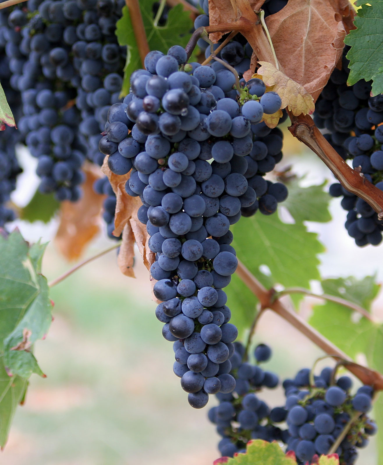 Wine Grapes Varietals
