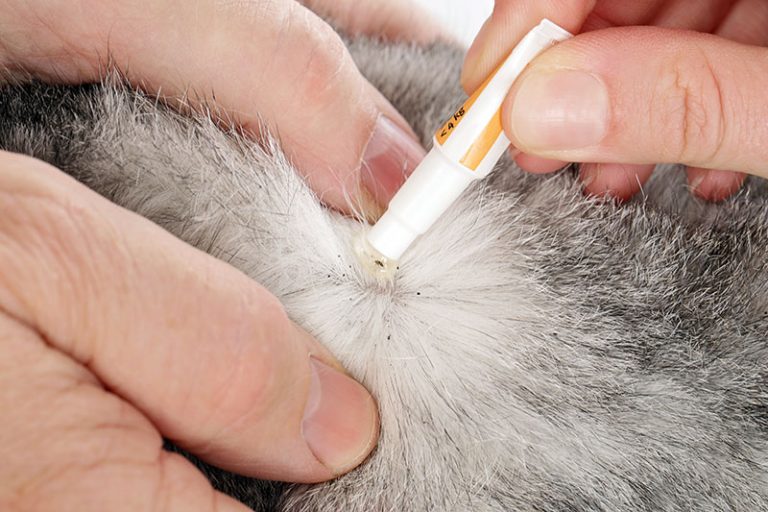 Flea Drops for Cats and Dogs Why and How You Should Be Using It