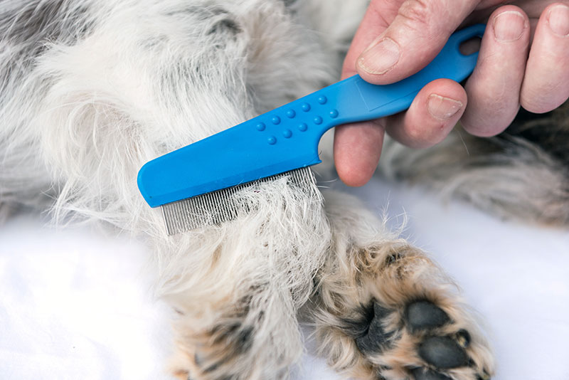 How to Use a Flea Comb to Find and Remove Fleas on Your Pets FLEABITES