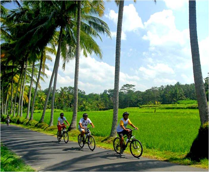 Rice Paddies Cycling Fleewinter