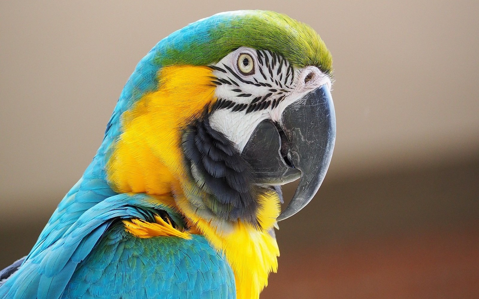 Amazon macaw 2 Fleewinter