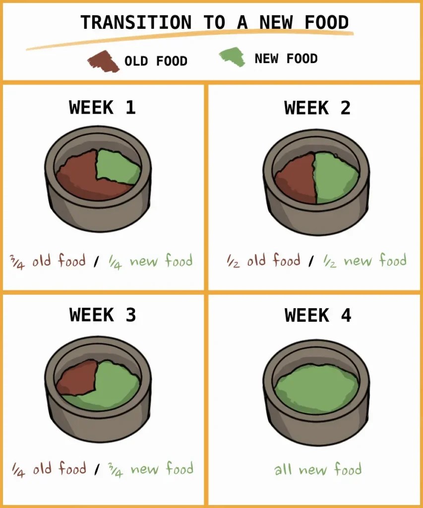 Can Rabbits Eat Beets? What You Need To Know