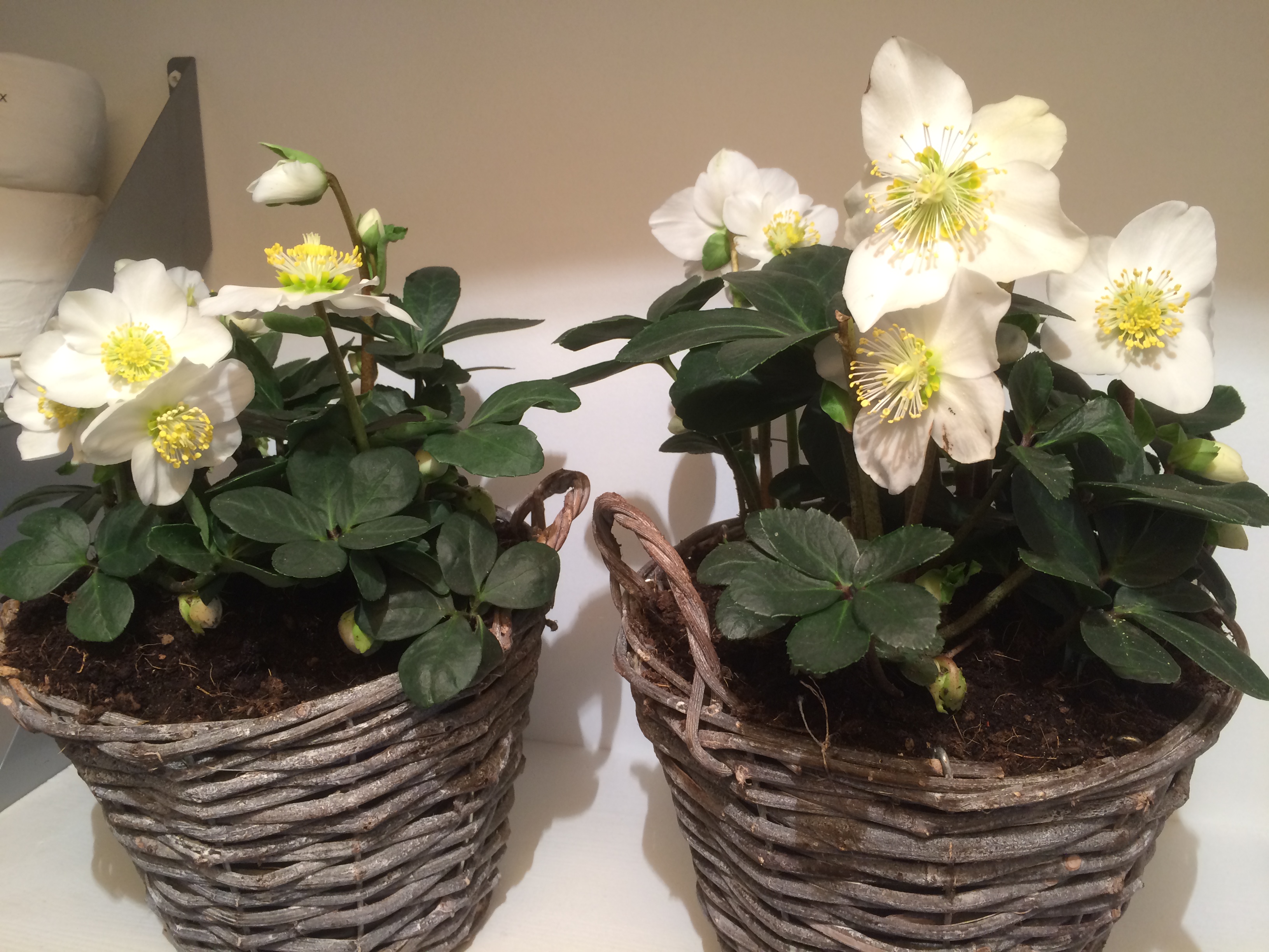 Plantes en pot d'intérieur tentez l'originalité avec