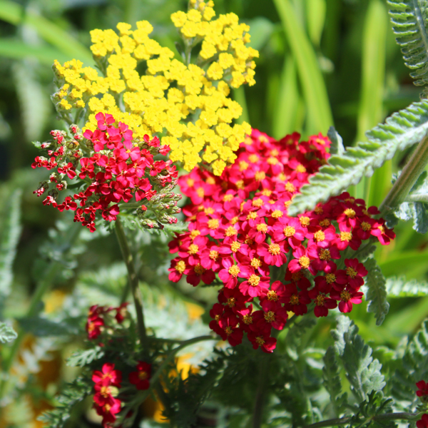 » Achillea millefolium paprika
