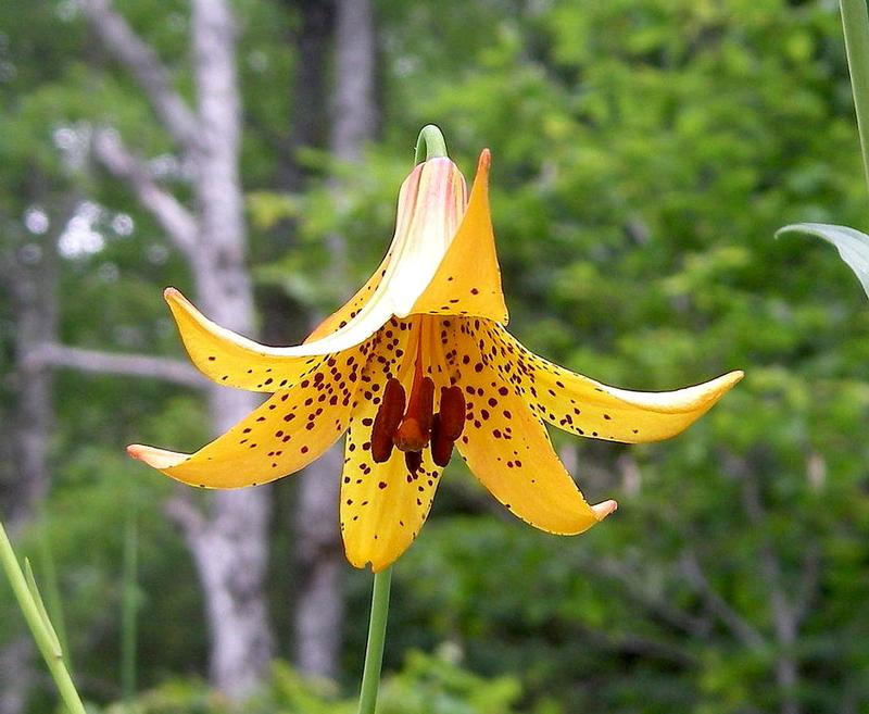 Lis du Canada informations Fleurs sauvage du Québec