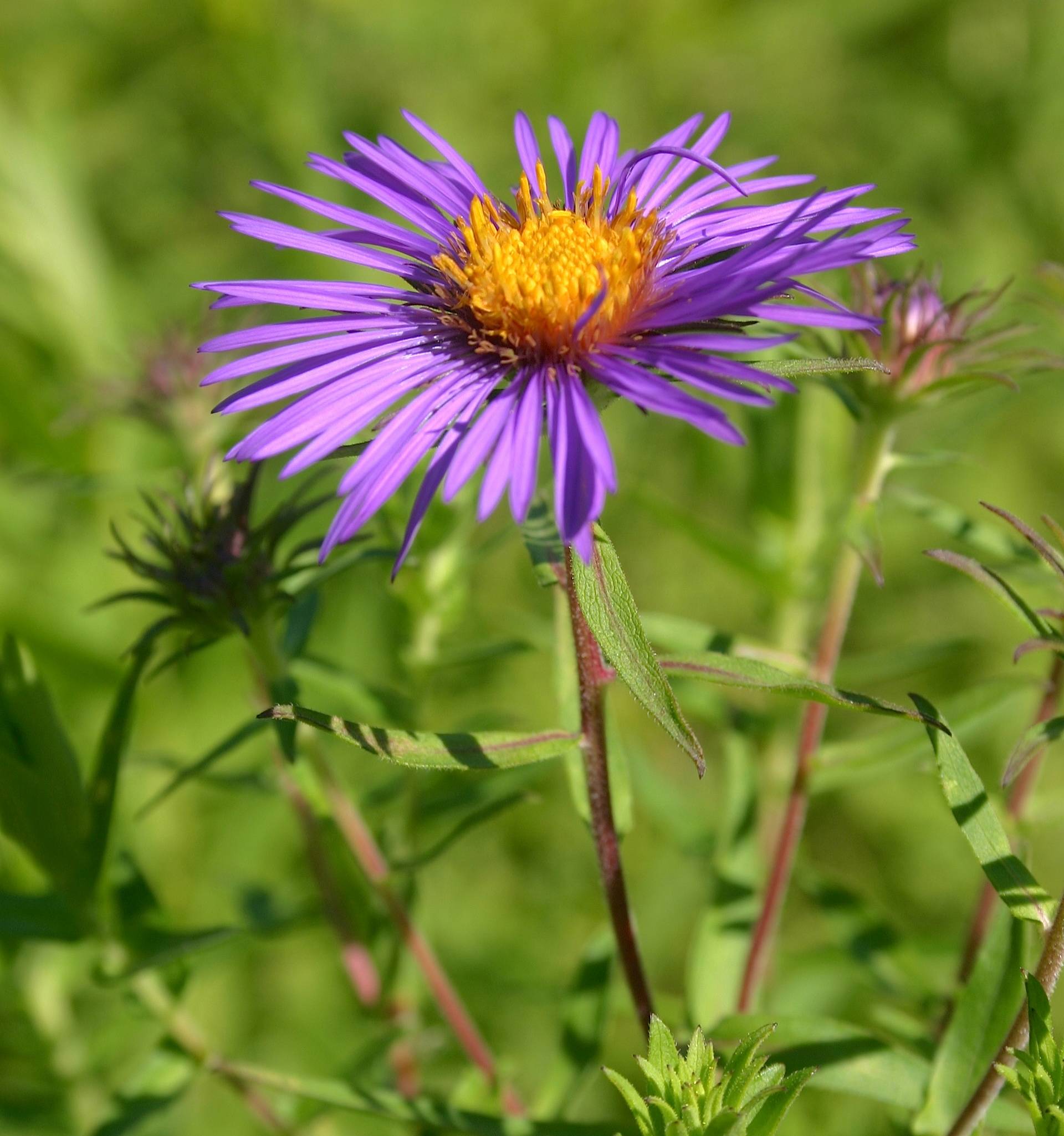Encyclopédie des fleurs du Québec et noms de fleurs