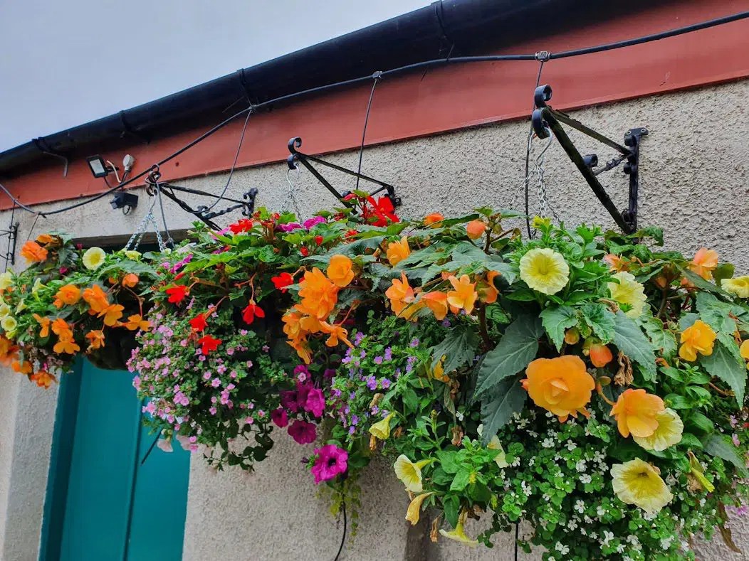 Hanging Baskets Fleurtations