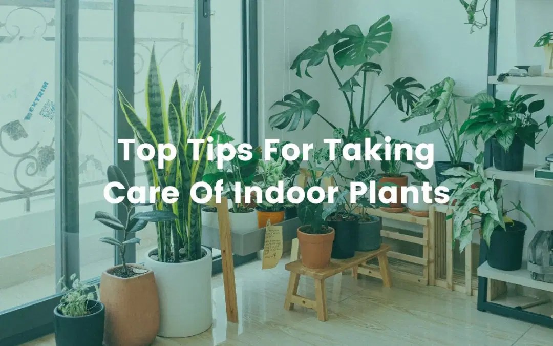 Top Tips For Taking Care Of Indoor Plants Fleurtations