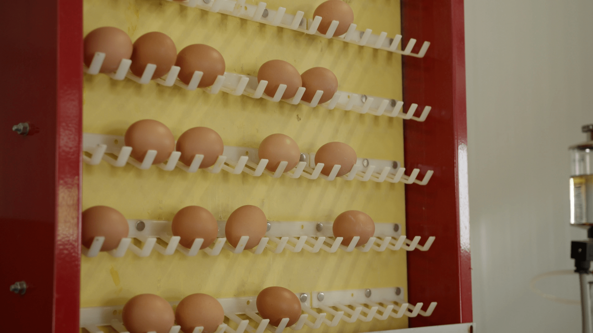 Egg elevator system FLEXY