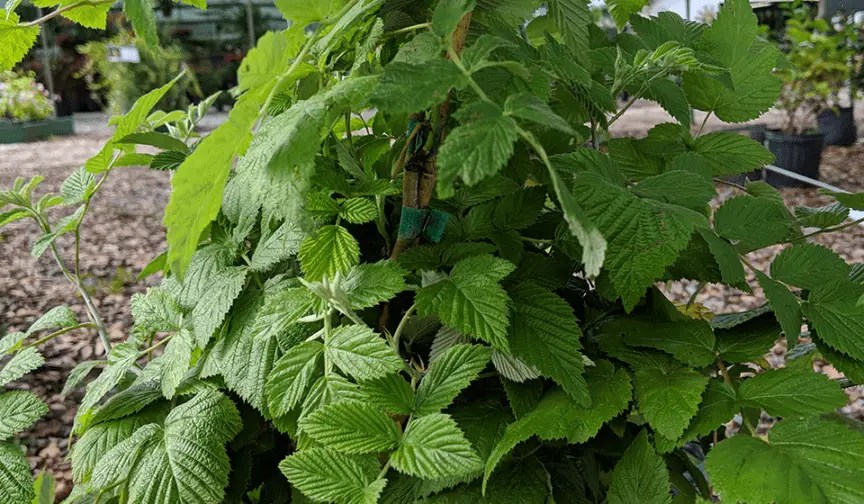 The 5 Best Berries To Grow In Florida Fl Gardening