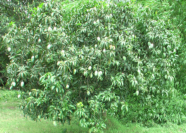 Can You Grow Mangoes in Florida? Fl Gardening