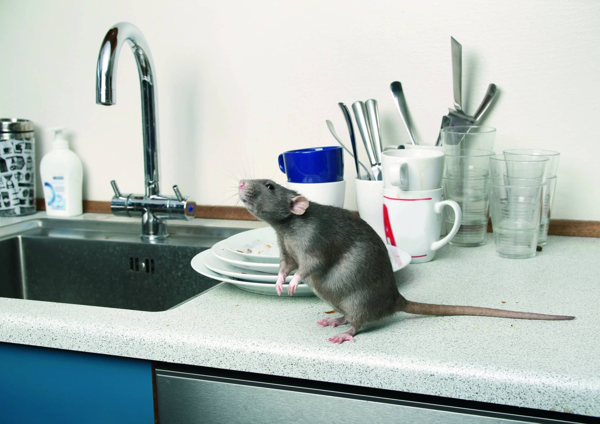 Don't Let Rats Infest Your Home Residential Rat Control in Perth