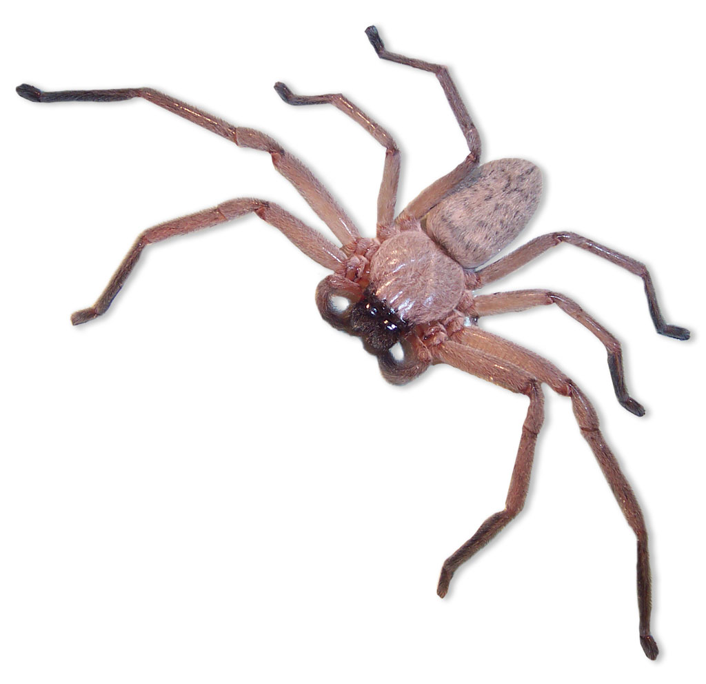 Are Huntsman Spiders Dangerous? Flick Pest Control