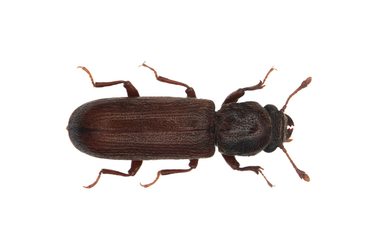 Borer Pest Control Wood Borers, Furniture Beetle Treatment