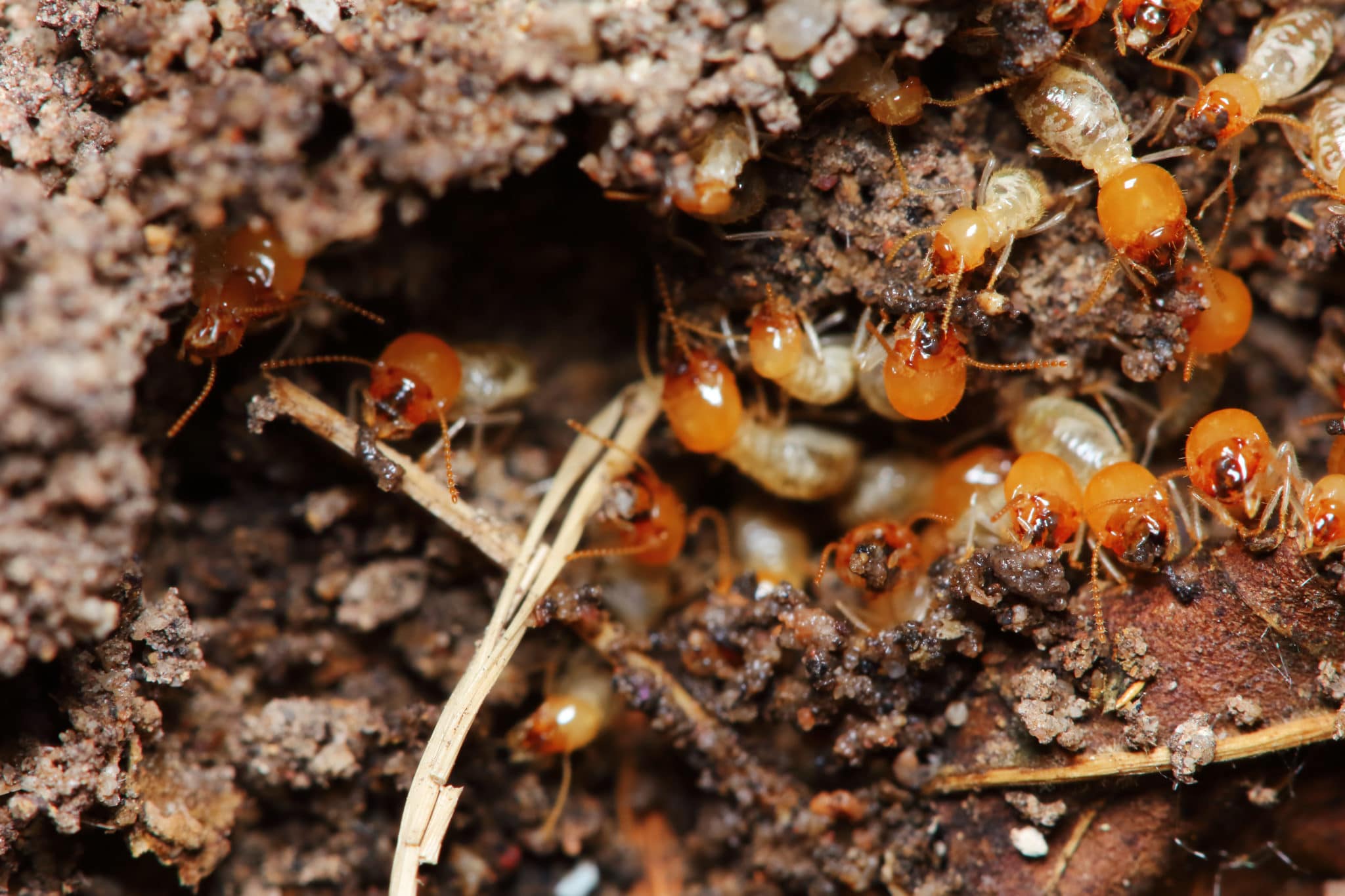 Can Termites Damage Your Home in Winter? Flick Pest Control