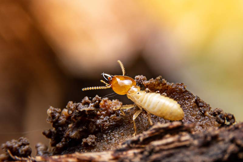 Termite Treatments Termite Pest Control Australia
