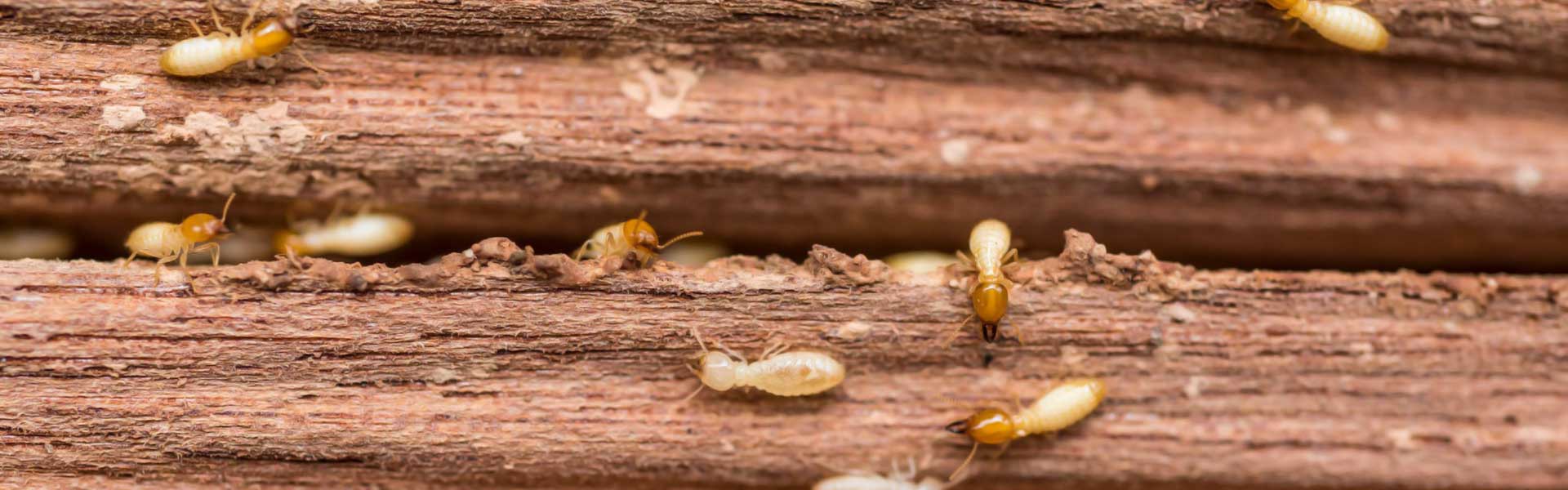 How to Treat Termites in Townsville Flick Pest Control