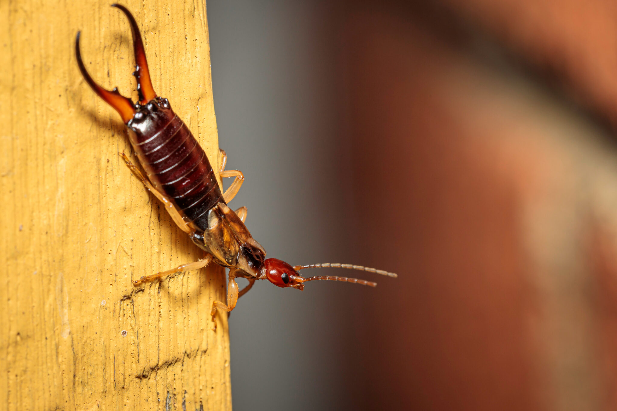 Earwig Pest Control, Treatment for Earwigs Flick Pest Control