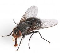 Image result for The average housefly lives for 1 month.