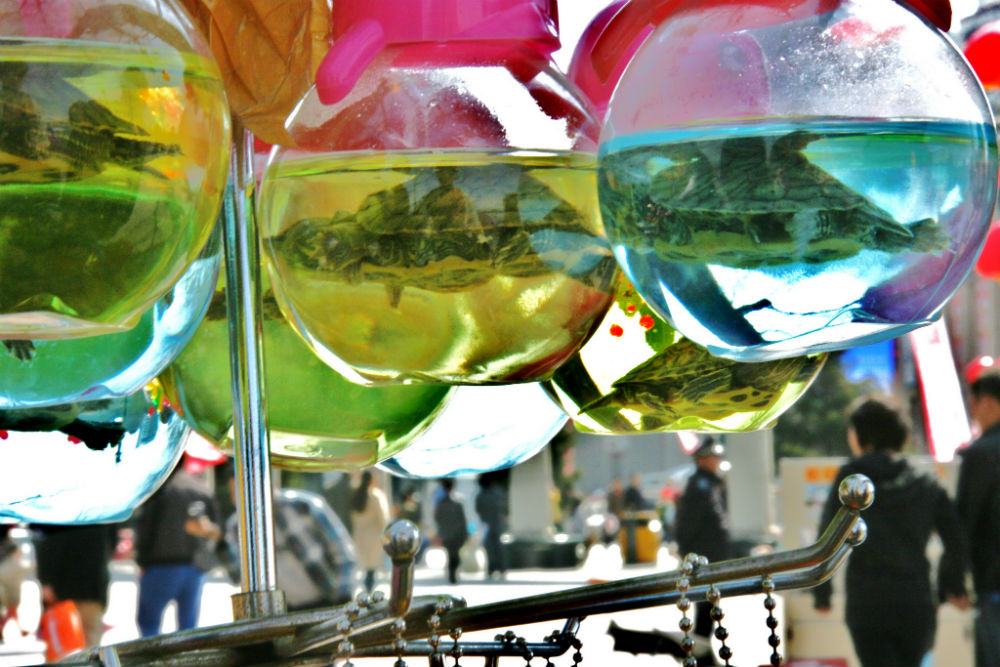 5 Weirdest Things to Buy on Vacation Flights Blog