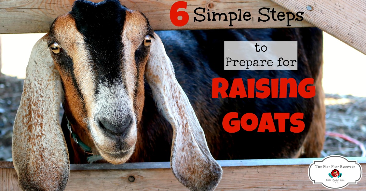 6 Simple Steps to Prepare for Raising Goats Everything You Need to