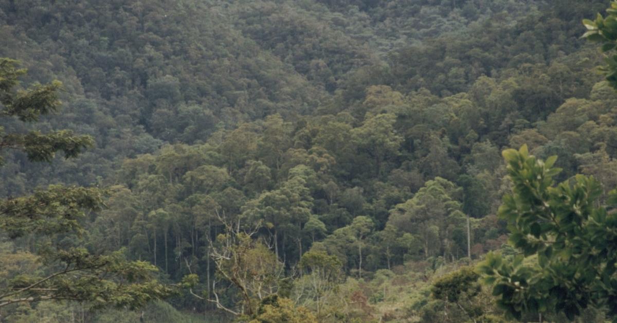 Trees of knowledge 5 facts on forests in the Philippines FlipScience