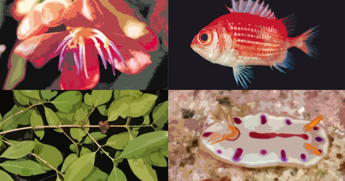 6 plant and animal species named after Filipinos in 2018 FlipScience