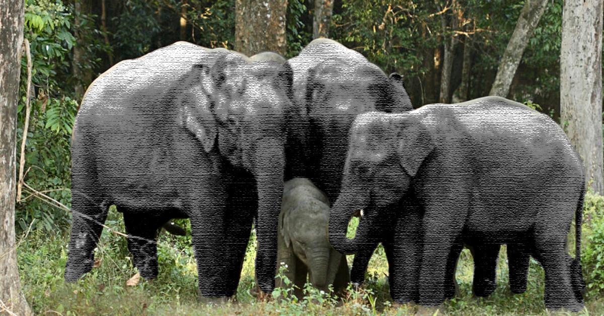 Asian elephants are dying outand we may need to rethink how we’re