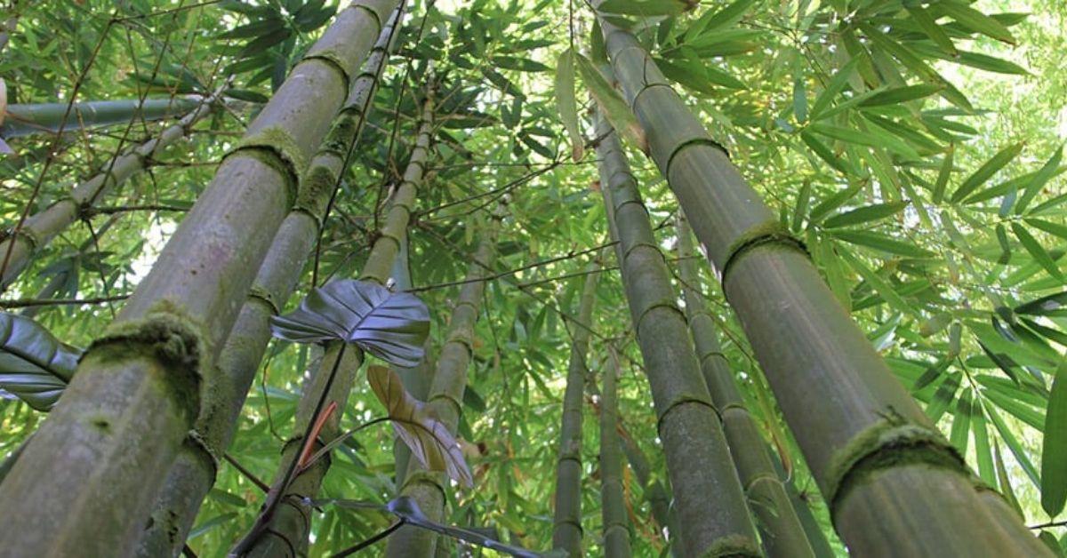 FlipFact (September 17, 2019) How fast can bamboo grow? FlipScience Top Philippine science