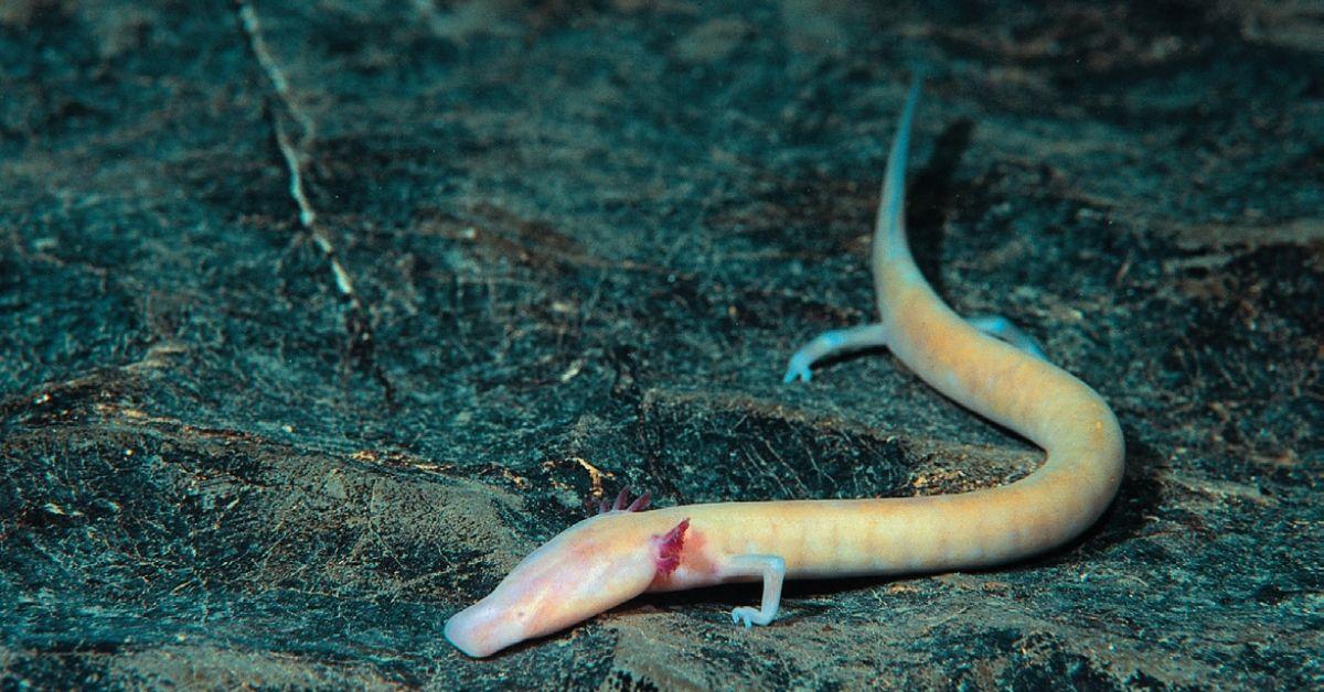 FlipFact (February 5, 2020) The cave salamander that can live without