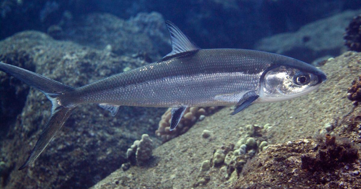 FlipFact (May 25, 2020) What’s the national fish of the Philippines